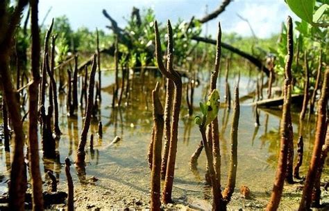os pneumatóforos são raízes típicas de vegetais que crescem em solos alagados e que carecem de